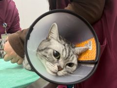 -瑞鹏宠物医院·宠保定点·心脏科·内科(御桥分院)