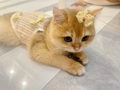 -lincat·猫舍(广州店)