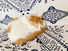 -平行世界·猫咖(首经贸店)