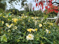 -人民公园(罗湖区)