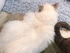 -momokira米努特·德文卷毛猫·棉花面纱犬