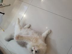 -平行世界·猫咖(首经贸店)