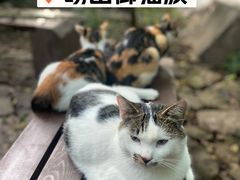 -崂山九水游览区