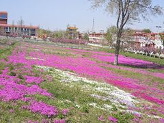 -莱阳濯村樱花园