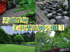 -上海共青森林公园