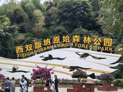-西双版纳原始森林公园