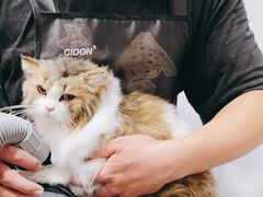 -翊宠yipet猫狗购宠庄园犬舍•猫舍