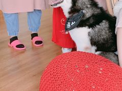 -Husky Go! 哈士奇体验馆·宠物咖啡厅狗咖