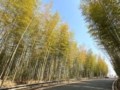 -桑洲油菜花景区