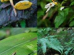 -华蓥山天意谷景区