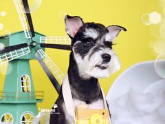 -超宠爱宠物摄影-Super pet