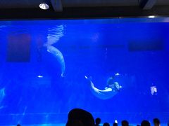 -芜湖新华联大白鲸海洋公园