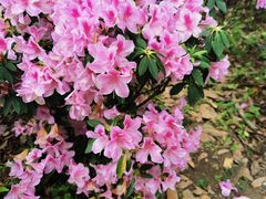 -梧桐山风景名胜区