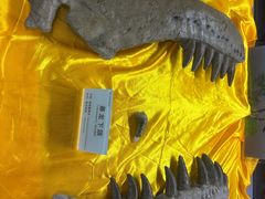 -诸城市恐龙博物馆
