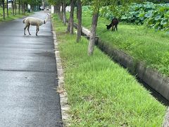 -嘉北郊野公园