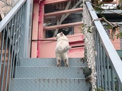 -喵屿·大理花园猫咖