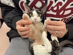 -喵百万·布偶·蓝金金渐层英短·猫舍(百子湾店)