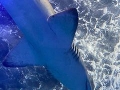 -悉尼海洋生物水族馆