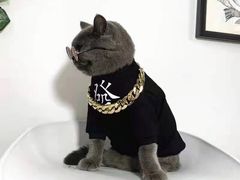 -欣宠猫屋·矮脚拿破仑·蓝金金渐层