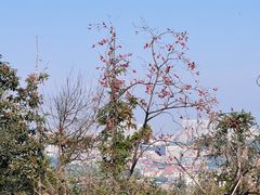 -青龙山国家森林公园