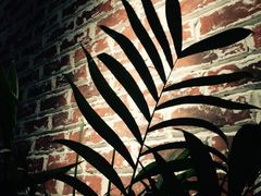 -Thai Basil罗勒叶泰式餐厅(时代天街店)