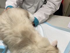 -利又安动物医院··老年病·猫科犬科·中兽医