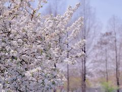 -上海辰山植物园