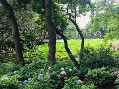 -上海醉白池公园