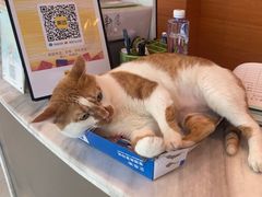 -瑞派申生动物医院·24H夜诊·国际动物医疗中心·骨外科(吴中路店)