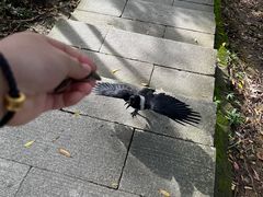 -梧桐山风景名胜区