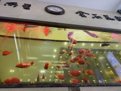 -中国黄金(北京旗舰店)