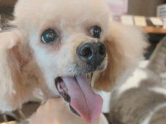 -PETKIT小佩宠物·低压洗护(国顺东路店)