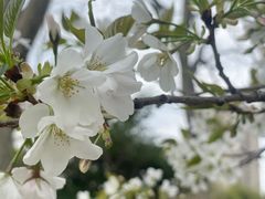 -新虹桥中心花园
