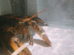 -RED LOBSTER(多伦多DT店)
