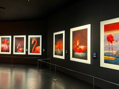 -罗红摄影艺术馆