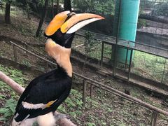 -吉隆坡雀鸟公园