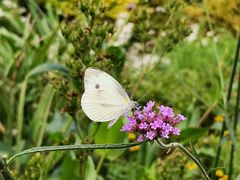 -上海市惠民中学
