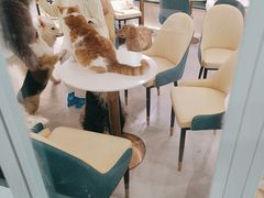 -安格丽娜·狗咖·猫咖羊驼咖(春熙路百盛商场店)