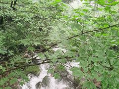 -天目山大树王景区