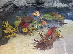 -上海海洋水族馆