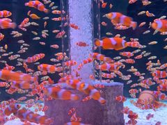 -海合安成都极地海洋公园