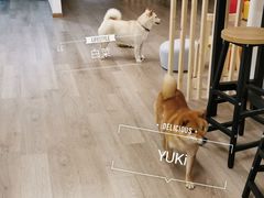 -柴迷FANS CLUB·柴犬狗咖·猫咖