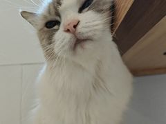 -有喵·猫咖·狗咖·30几只猫10只小狗(岗厦店)