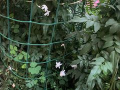 -花之城