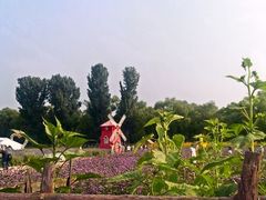 android_upload_pic-北京东方普罗旺斯薰衣草庄园