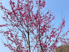 -顾村公园