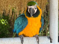 -西霞口神雕山野生动物世界