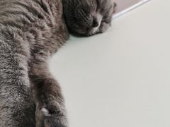 -我爱猫咪·猫咖·狗咖·安哥拉兔·羊驼咖(小寨华旗店)