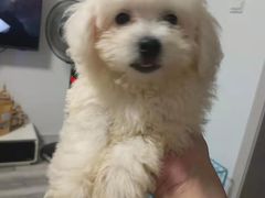 -翊宠yipet猫狗购宠庄园犬舍•猫舍