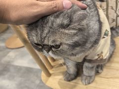 -楼上猫咖(罗湖店)